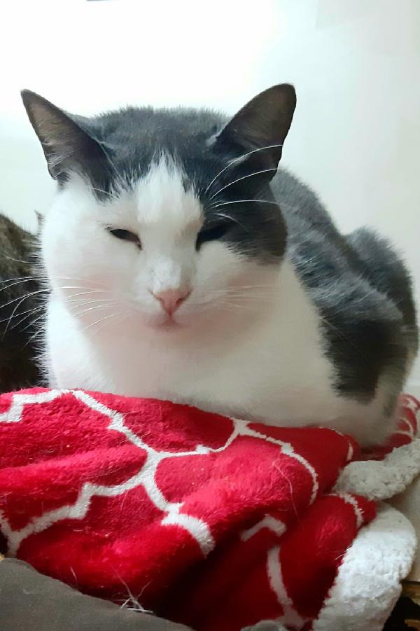 Piuma, micia molto dolce e sofficissima Foto 7